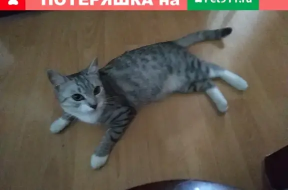 Пропала кошка в Старом Осколе, переулок Рождественский