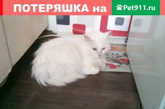 Пропал белый кот в районе Макаренко 7