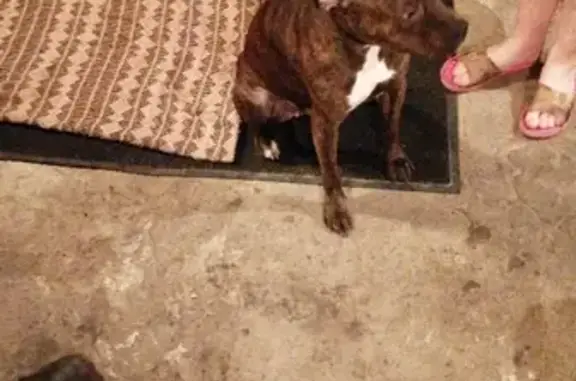 Найдена собака, Нижний Новгород, фото: Найдена собака в Нижегородском районе