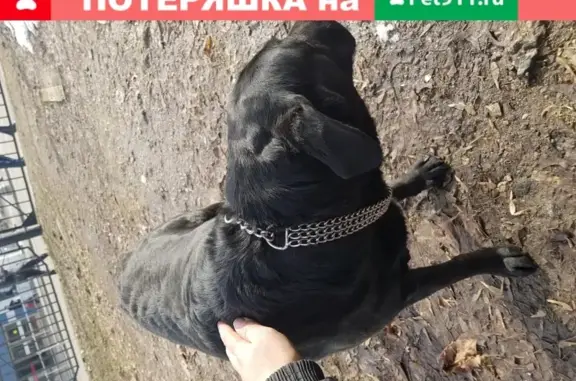 Найдена собака в Москве на Светлом проезде