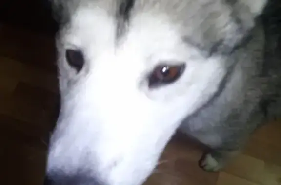 Пропала собака в Зеленоградском районе Калининградской обл. (номер телефона в тексте)