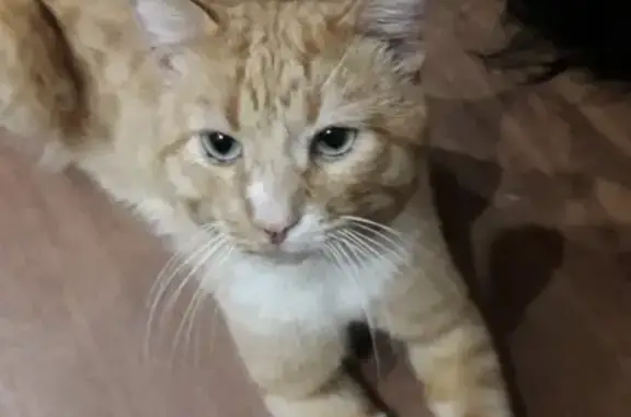 Пропал рыжий кот в Микуни, Республика Коми
