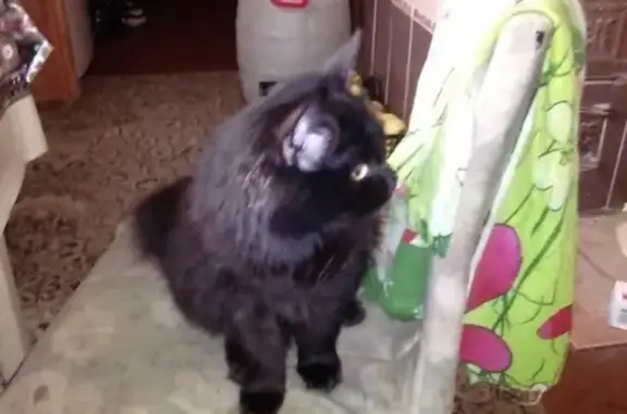 Кошки потеряшки, Ижевск, фото: Потеряшка чёрная кошка в Ижевске [id106671516]