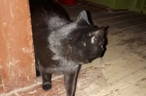 Найдена кошка в районе Доброе