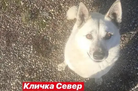 Пропала собака Лайка на ул. Доброва, Енисейск