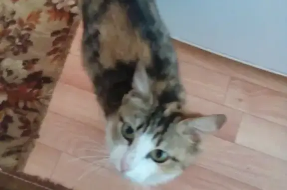Пропала кошка в посёлке Акбулак, Оренбургская область