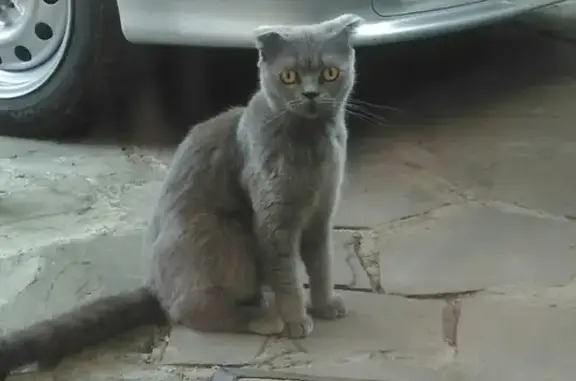 Пропала кошка на парковке Магнит в Туапсе