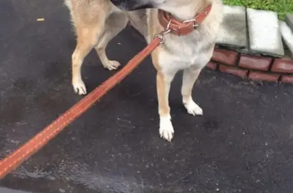 Собаки потеряшки, Ульяновск, фото: Потеряшка собачка на ул. Мелекесской в Ульяновске