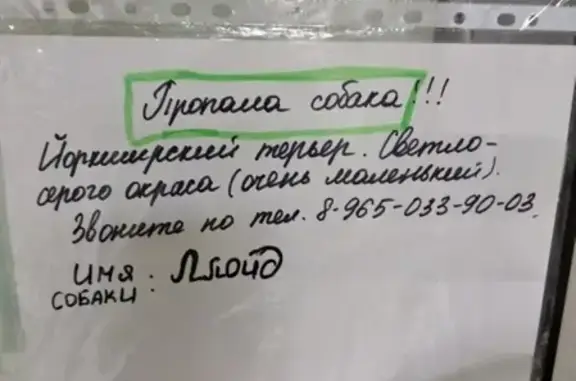 Пропала собака Ллойд на ул. Орджоникидзе, СПб