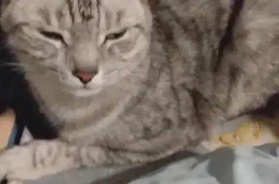 Потерянные животные Москва, фото: Пропала кошка на ул. Широкая 25/24, кличка Крюша