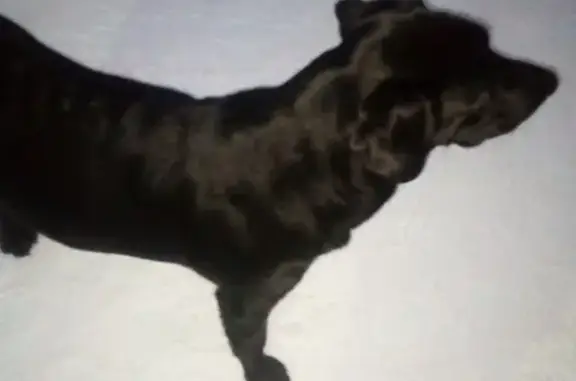 Пропала собака на Болтинке в Котласе