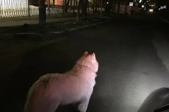 Собака в ошейнике в Вороново, Новая Москва