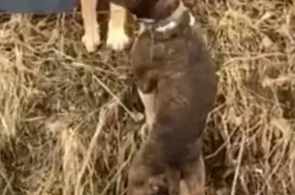 Найден породистый пёс в Смоленске