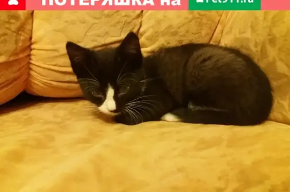 Найден котенок на ул. Конева, д.31