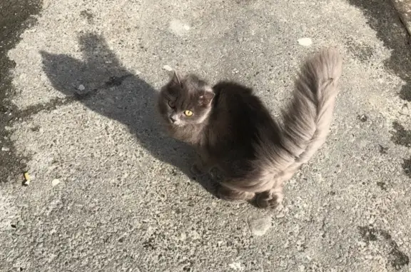 Найдена ласковая кошка на улице Югорская, 17
