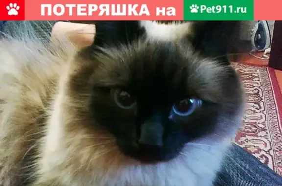 Найдена кошка в Ульяновске, нужна помощь!
