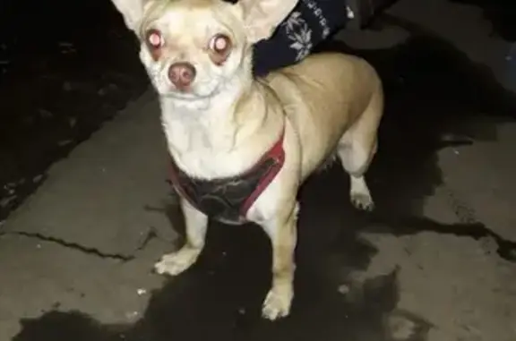 Найдена собака Чехуа в Люберцах