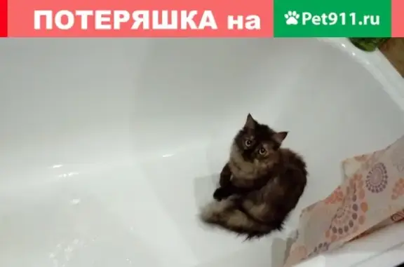 Пропала кошка на ул. Дзержинского, 7