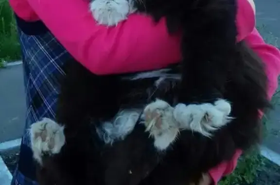 Кошки потеряшки, Дзержинск, фото: Потеряшка пушистая кошка на ул. Чапаева, 3-6, Дзержинск