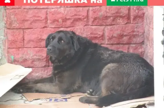 Найдена домашняя собака в Тольятти!