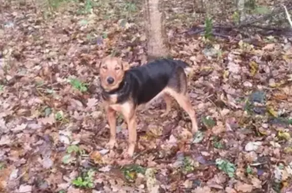 Собаки потеряшки, Черняховск, фото: Потеряшка собака Кира, ул.Чапаева/2-ой пер.Чапаева, Черняховск