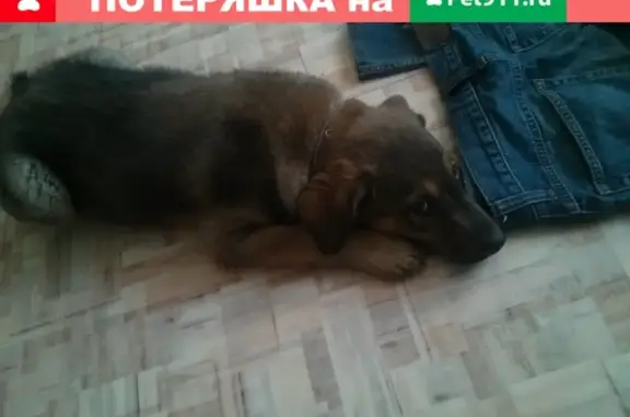Найден щенок на остановке Западный, Новосибирск