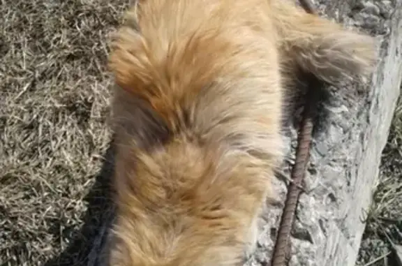 Найдена кошка на Мебельной в Горно-Алтайске