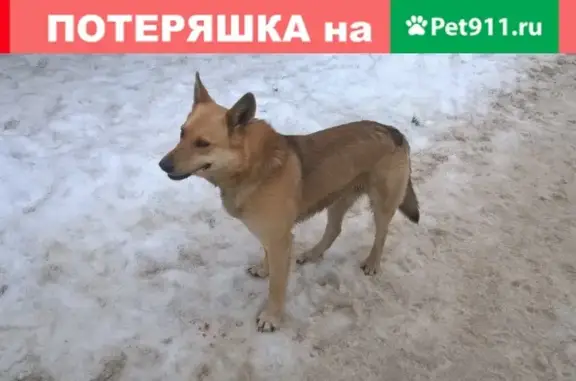 Найдена собака в Петрозаводске!