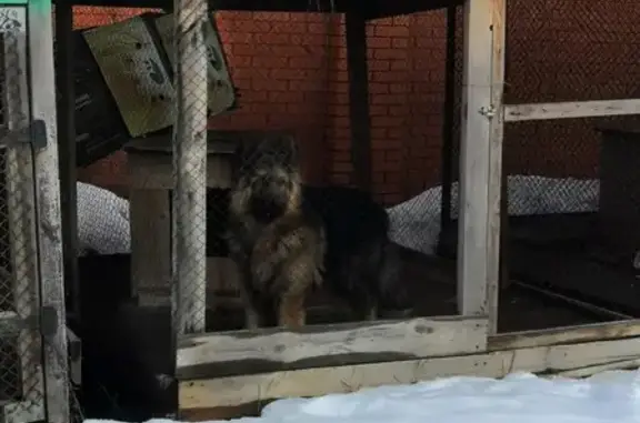 Собака найдена в Тюмени, п. Московский