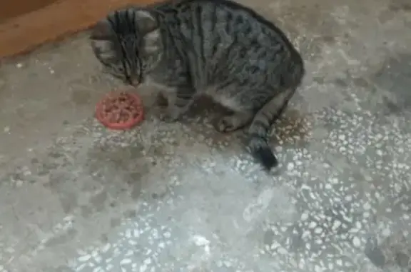 Найдена кошка на Попова 116 в Смоленске