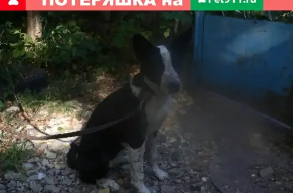 Пропала собака Лада на ул. Бунакова, Воронеж