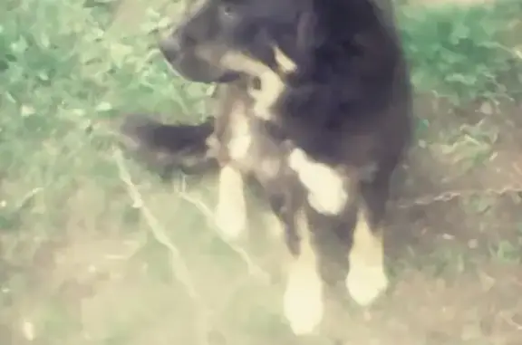 Пропала собака Кутя в Ярославской области