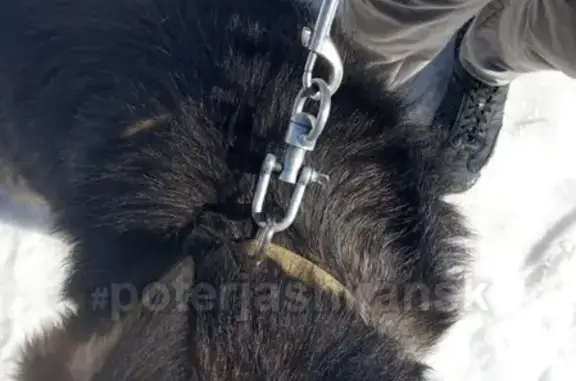 Найдена собака на улице Бориса Богаткова в Новосибирске