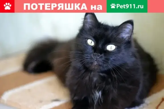 Найдена кошка на Твардовского, 22 в Новосибирске
