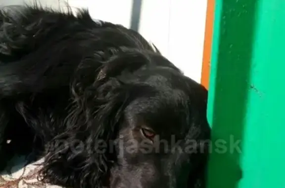 Найдена собака на ул. Гоголя в Новосибирске
