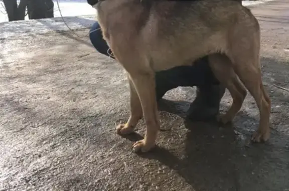 Найдена собака в Терлецком парке, забрал мужчина Олег