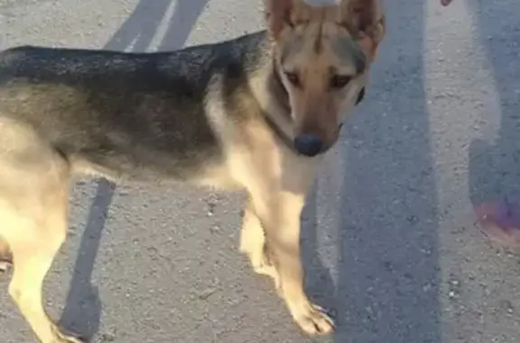 Найдена собака в Великом Новгороде.