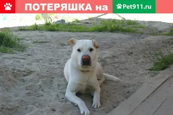 Пропала собака Джесси на ул. Энгельса, Ханты-Мансийск