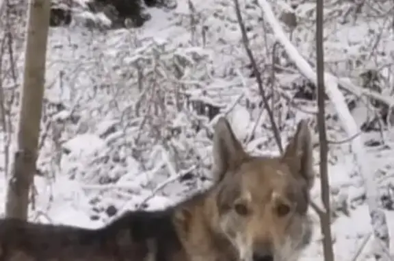 Собаки потеряшки, Бичурино, фото: Потеряшка собака в Бичурино, Пермский край