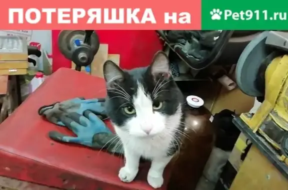 Пропал кот, ул. Мичурина - Липецкое шоссе, Тамбовская обл.