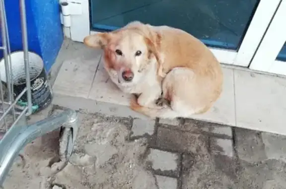 Найдена собака в Тамбове, район ТРЦ Браво Сити.
