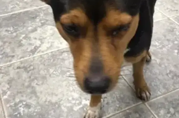Собака найдена в Челябинске, нужна помощь!
