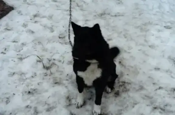 Пропала собака в Киришском районе, деревня Черенцево - алабай Вирита.