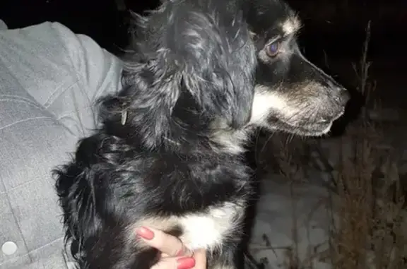 Найдена собака в Оренбурге, ищем хозяев