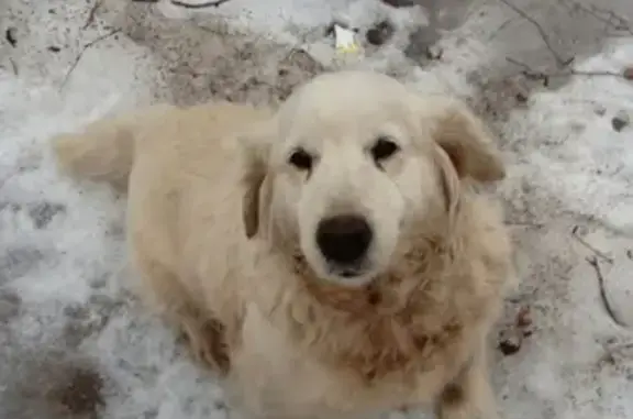 Найдена собака в Рязани, ищет дом