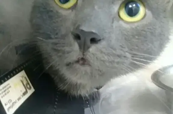 Найден серый кот СПб на Энгельса 154