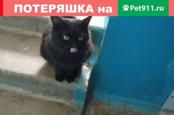 Найден кот на Ленина 40