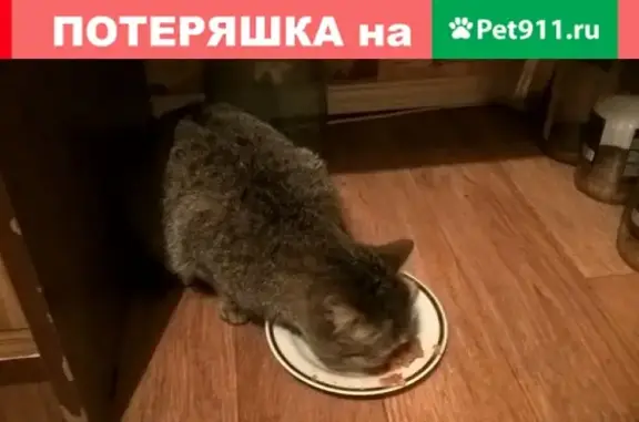 Найдена кошка на ул. Братьев Кашириных