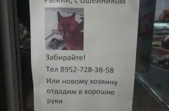 Найден рыжий пёс в Березовском