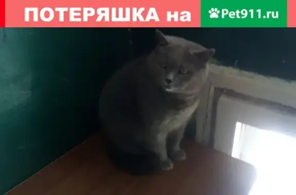 Найден кот на Кольцевой, Ульяновск, Россия https://vk.com/n.teryokhin